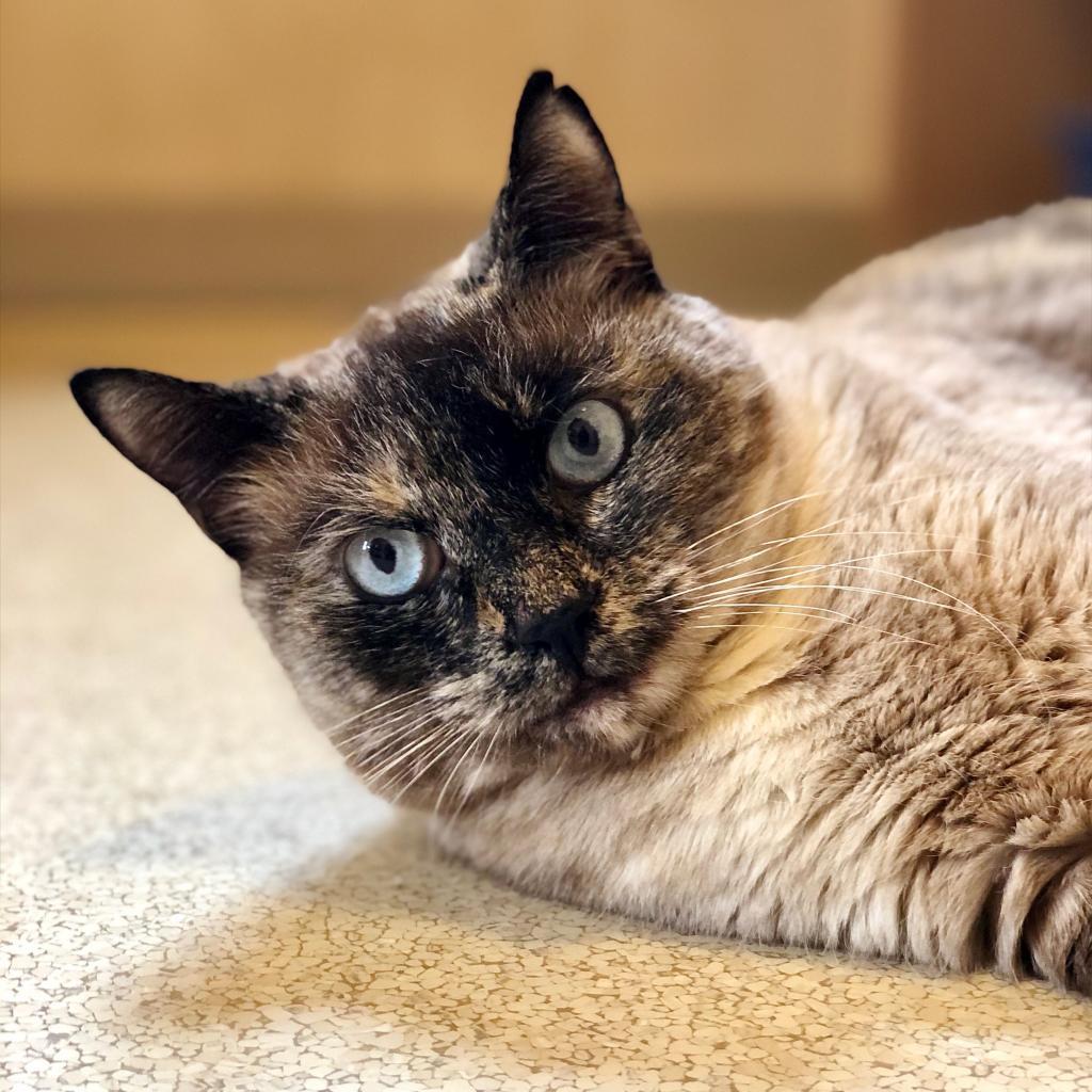 Haiku, an adoptable Siamese, Domestic Short Hair in Kanab, UT, 84741 | Photo Image 5