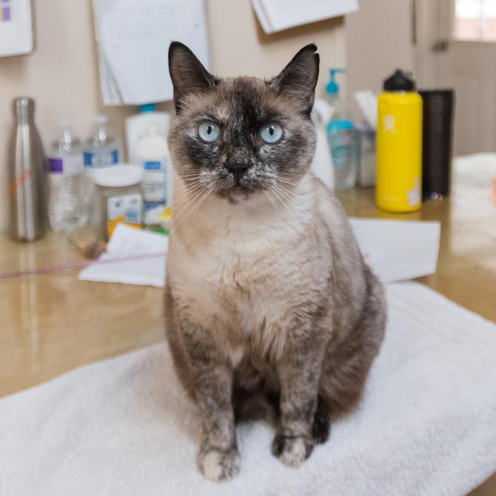 Haiku, an adoptable Siamese, Domestic Short Hair in Kanab, UT, 84741 | Photo Image 6