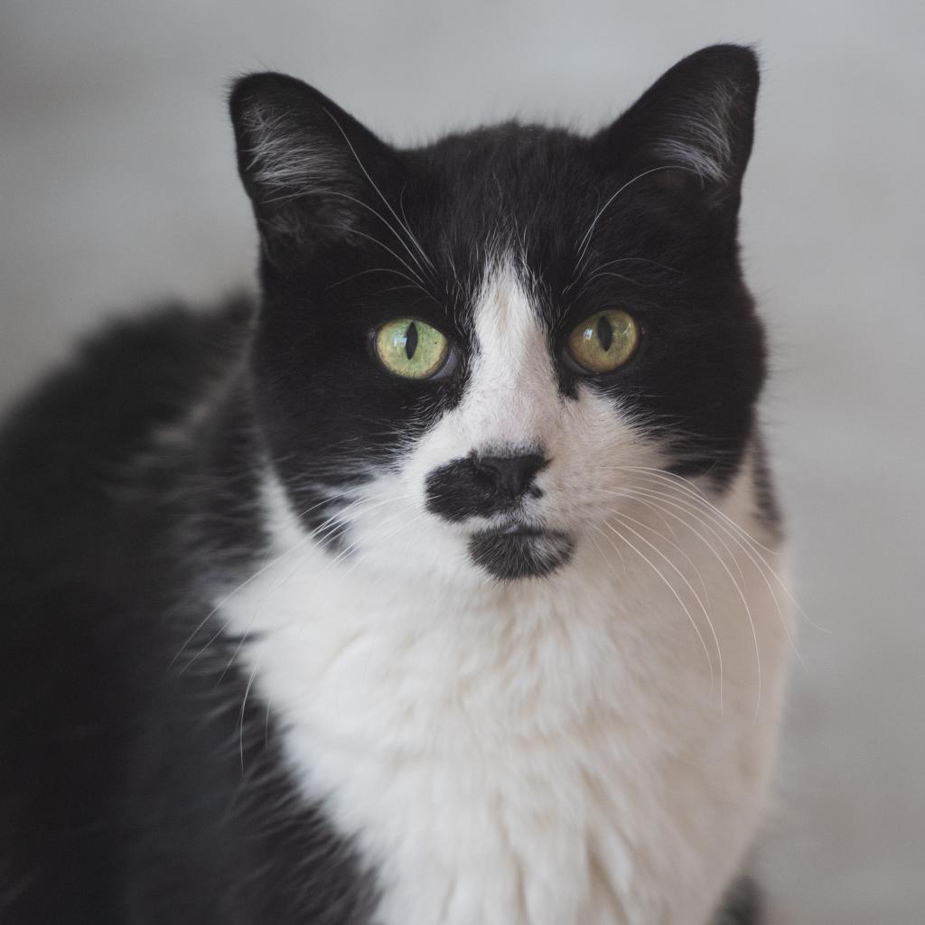 Carlson, an adoptable Domestic Short Hair in Kanab, UT, 84741 | Photo Image 1