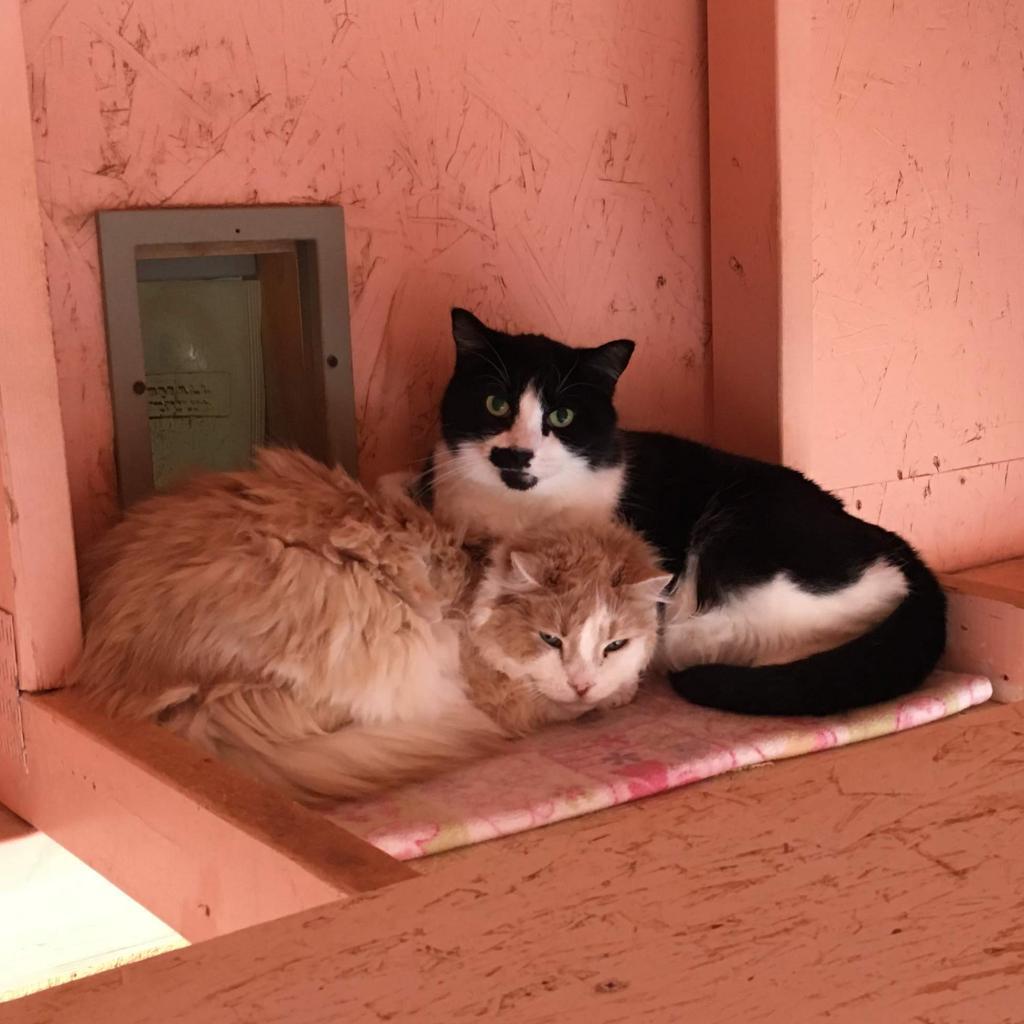 Carlson, an adoptable Domestic Short Hair in Kanab, UT, 84741 | Photo Image 4