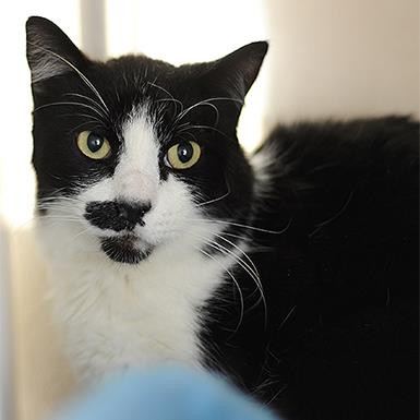 Carlson, an adoptable Domestic Short Hair in Kanab, UT, 84741 | Photo Image 5