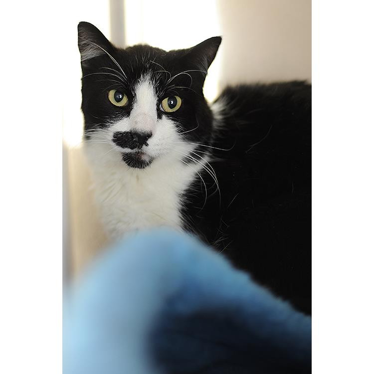 Carlson, an adoptable Domestic Short Hair in Kanab, UT, 84741 | Photo Image 6