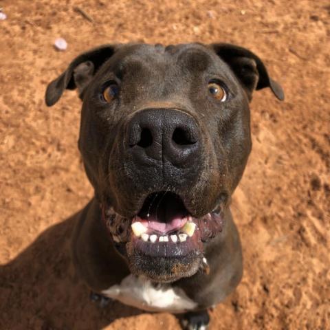 Moogan, an adoptable Pit Bull Terrier in Kanab, UT, 84741 | Photo Image 1