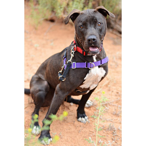 Moogan, an adoptable Pit Bull Terrier in Kanab, UT, 84741 | Photo Image 2