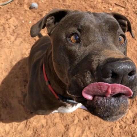 Moogan, an adoptable Pit Bull Terrier in Kanab, UT, 84741 | Photo Image 3