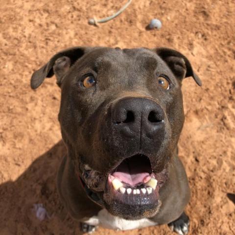 Moogan, an adoptable Pit Bull Terrier in Kanab, UT, 84741 | Photo Image 4