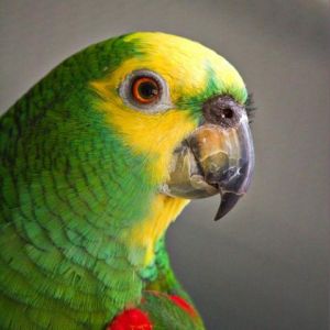 Blueberry, Senior Female unknown