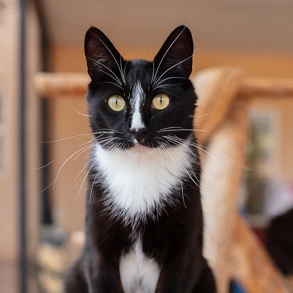 Benny, an adoptable Domestic Short Hair in Kanab, UT, 84741 | Photo Image 1