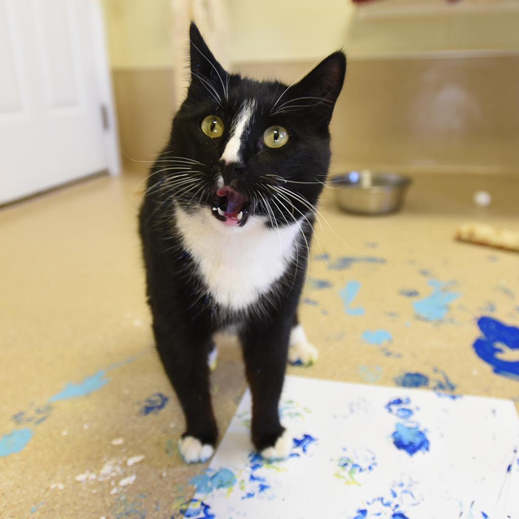 Benny, an adoptable Domestic Short Hair in Kanab, UT, 84741 | Photo Image 4