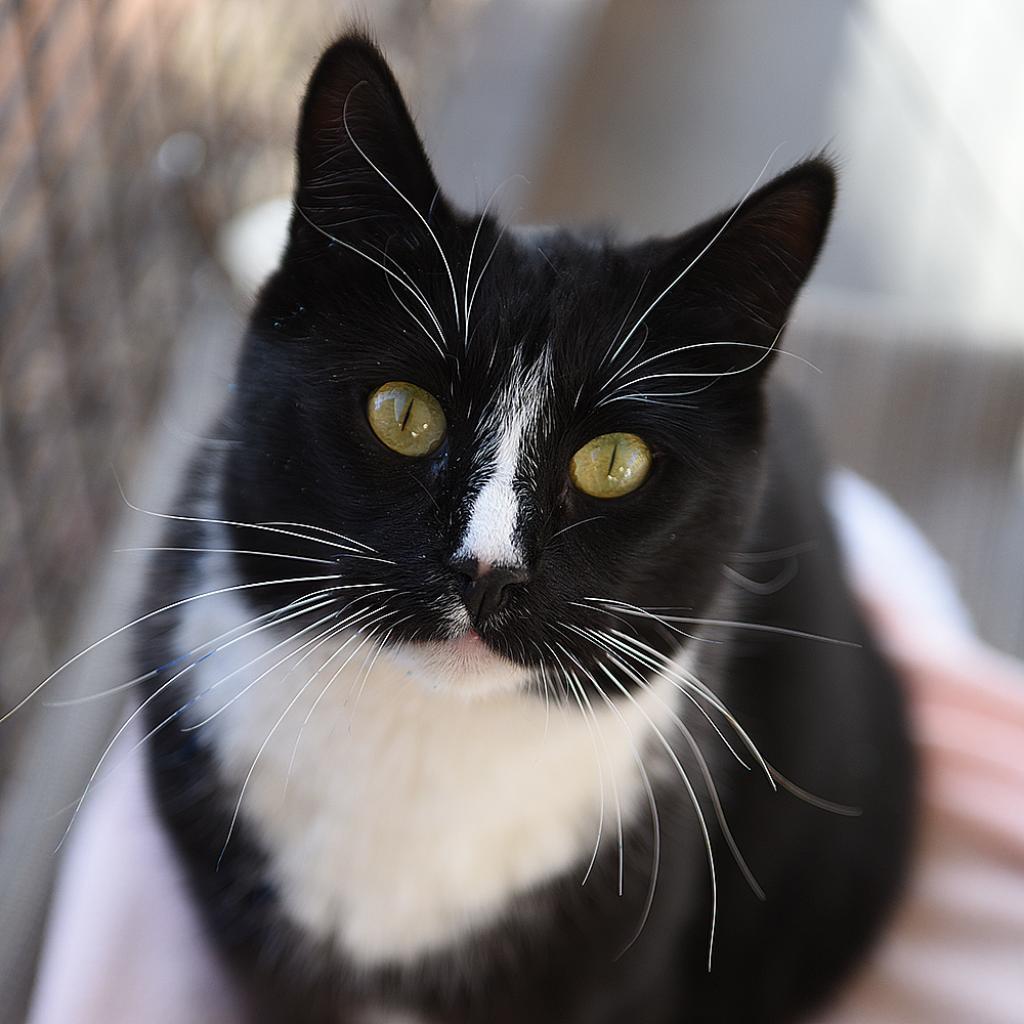 Benny, an adoptable Domestic Short Hair in Kanab, UT, 84741 | Photo Image 5