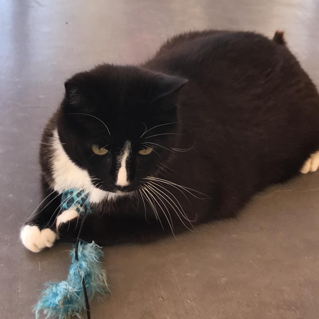 Benny, an adoptable Domestic Short Hair in Kanab, UT, 84741 | Photo Image 6