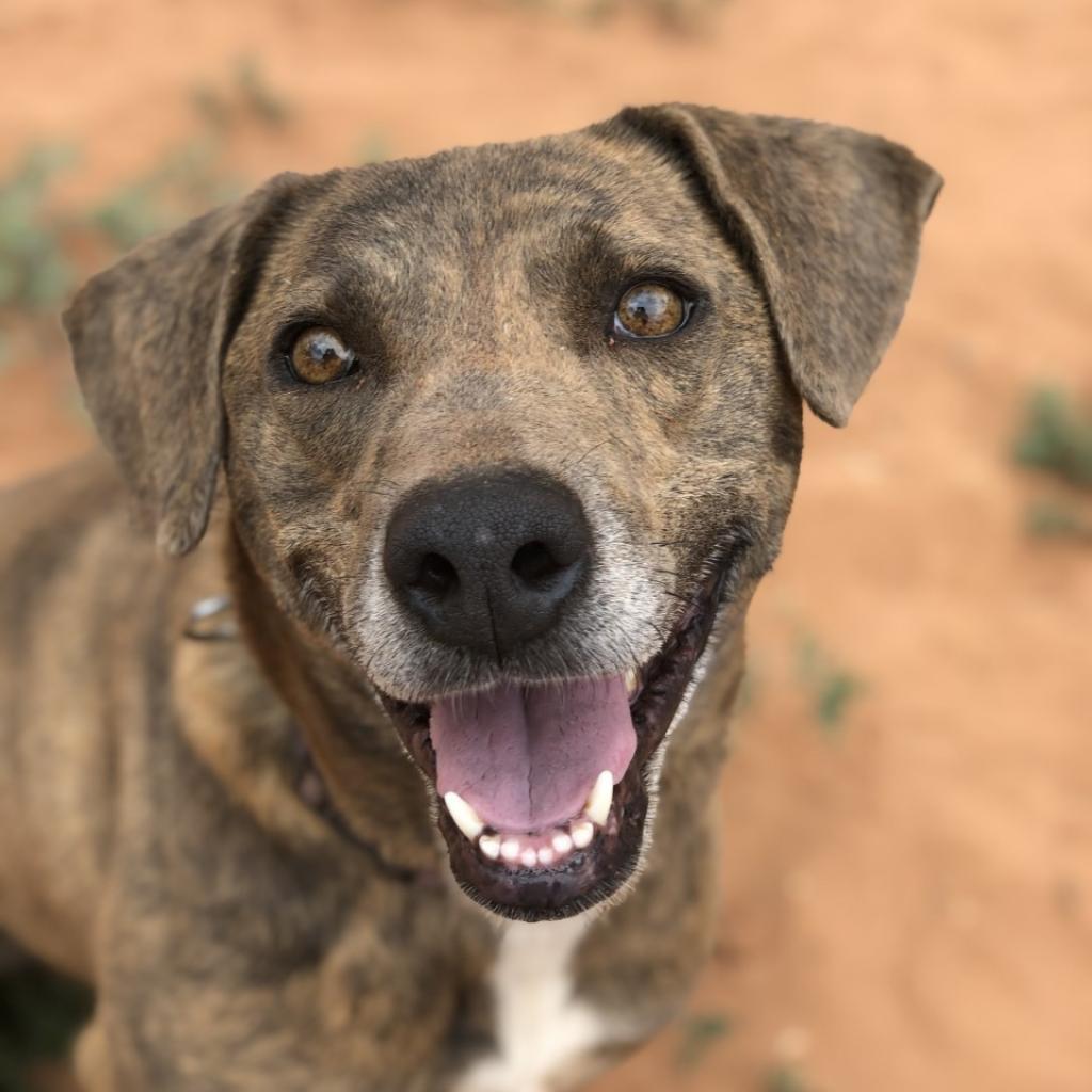 Cordelia, an adoptable Plott Hound in Kanab, UT, 84741 | Photo Image 1