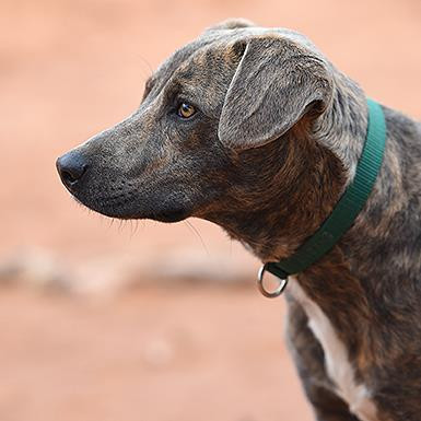 Cordelia, an adoptable Plott Hound in Kanab, UT, 84741 | Photo Image 2