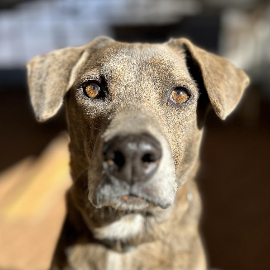 Cordelia, an adoptable Plott Hound in Kanab, UT, 84741 | Photo Image 2