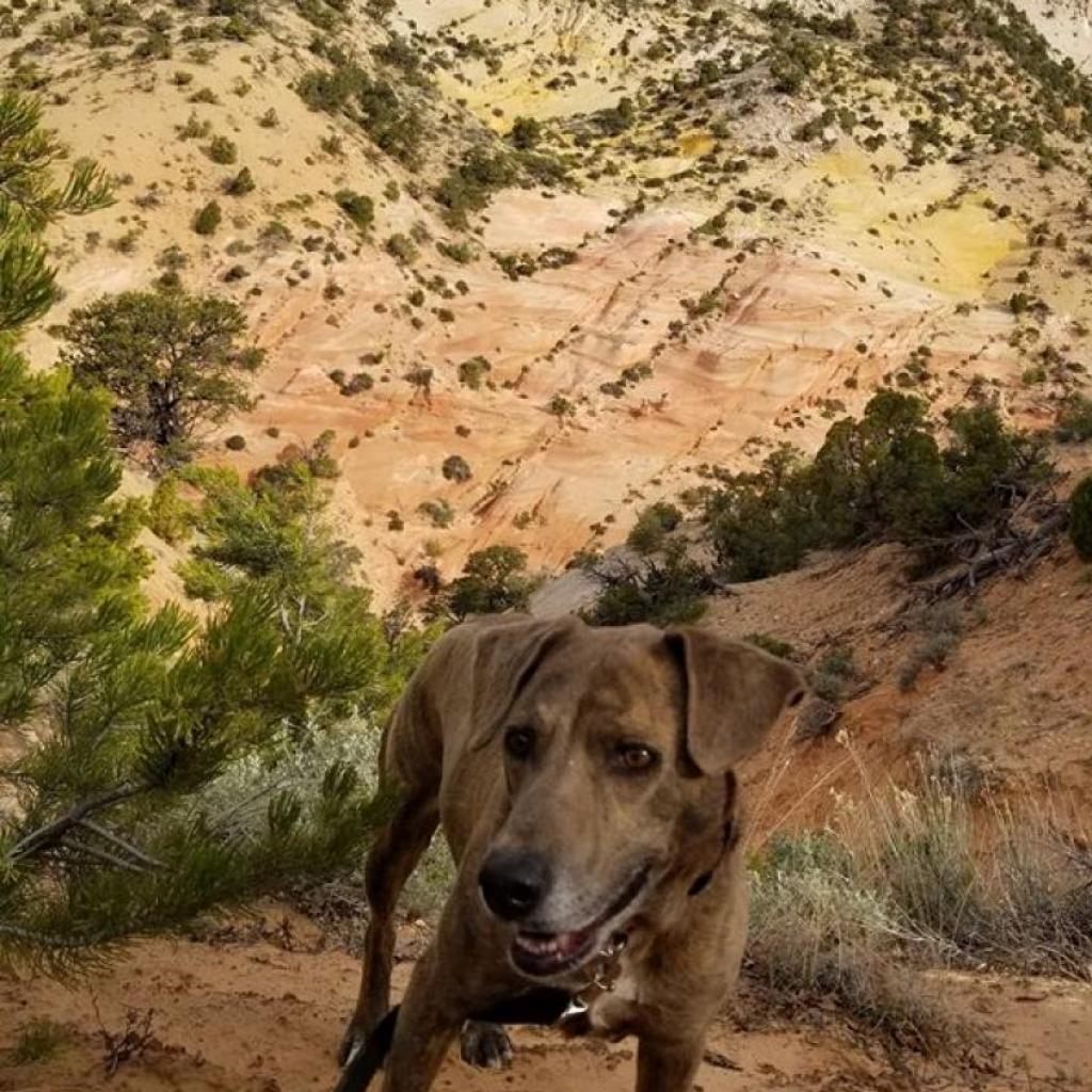 Cordelia, an adoptable Plott Hound in Kanab, UT, 84741 | Photo Image 3