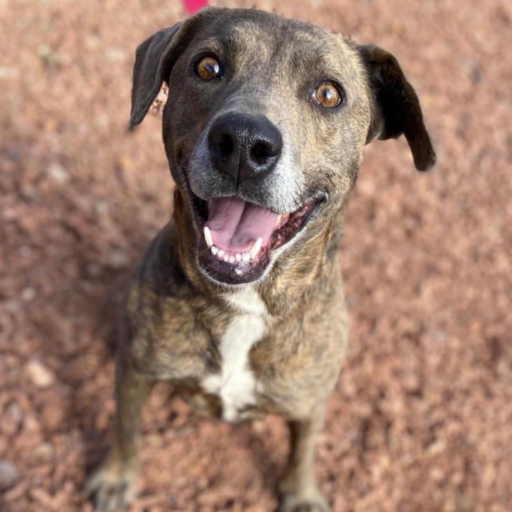 Cordelia, an adoptable Plott Hound in Kanab, UT, 84741 | Photo Image 4