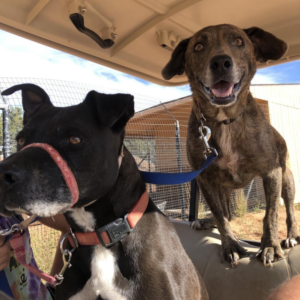 Cordelia, an adoptable Plott Hound in Kanab, UT, 84741 | Photo Image 5