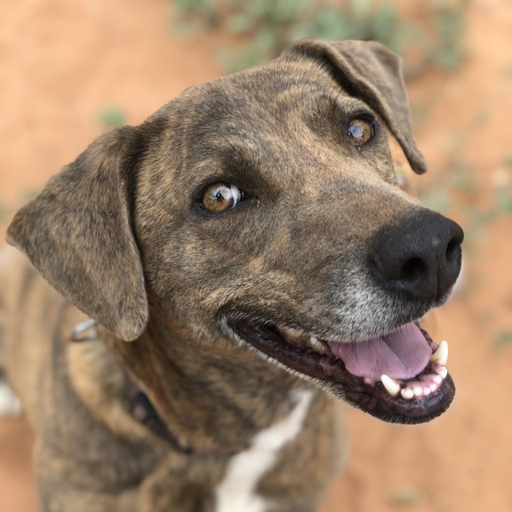 Cordelia, an adoptable Plott Hound in Kanab, UT, 84741 | Photo Image 6