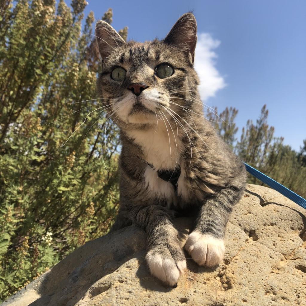 Bruce, an adoptable Domestic Short Hair in Kanab, UT, 84741 | Photo Image 1