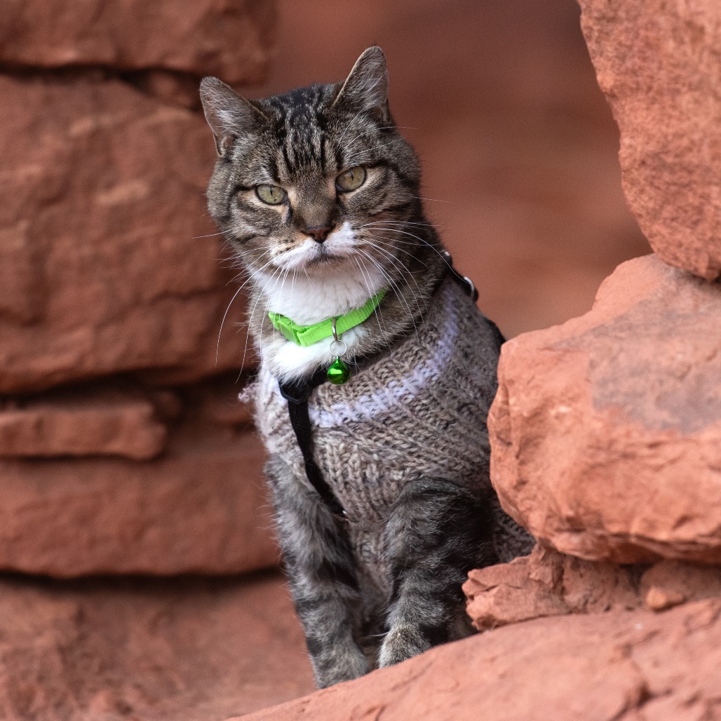Bruce, an adoptable Domestic Short Hair in Kanab, UT, 84741 | Photo Image 1