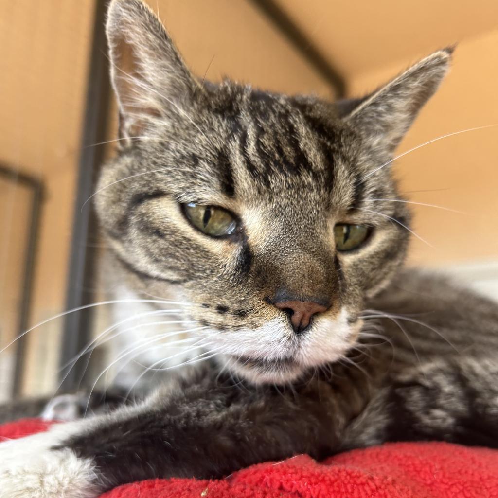 Bruce, an adoptable Domestic Short Hair in Kanab, UT, 84741 | Photo Image 2