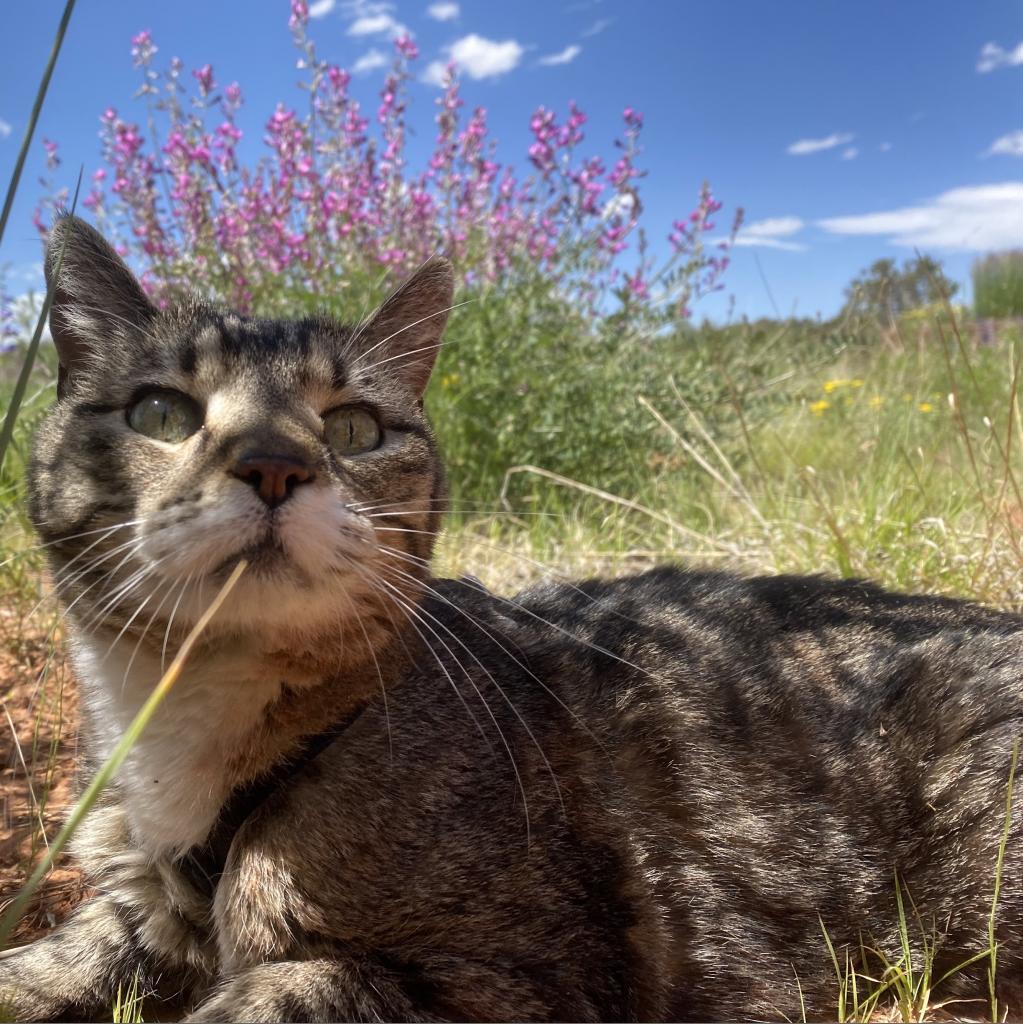 Bruce, an adoptable Domestic Short Hair in Kanab, UT, 84741 | Photo Image 4