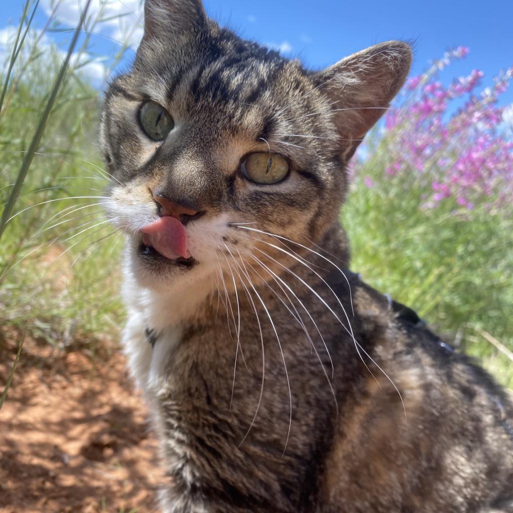 Bruce, an adoptable Domestic Short Hair in Kanab, UT, 84741 | Photo Image 5