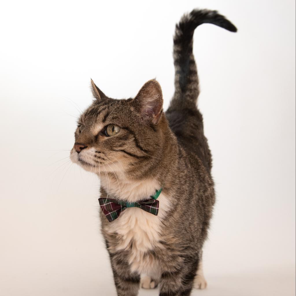 Bruce, an adoptable Domestic Short Hair in Kanab, UT, 84741 | Photo Image 6