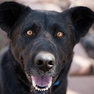Levi, an adoptable Shepherd, Newfoundland Dog in Kanab, UT, 84741 | Photo Image 2