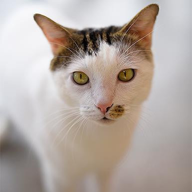 Paytrix, an adoptable Domestic Short Hair in Kanab, UT, 84741 | Photo Image 1