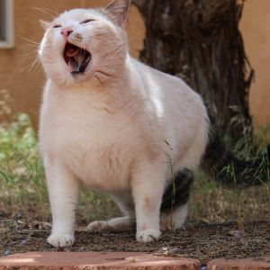 Paytrix, Senior Male unknown