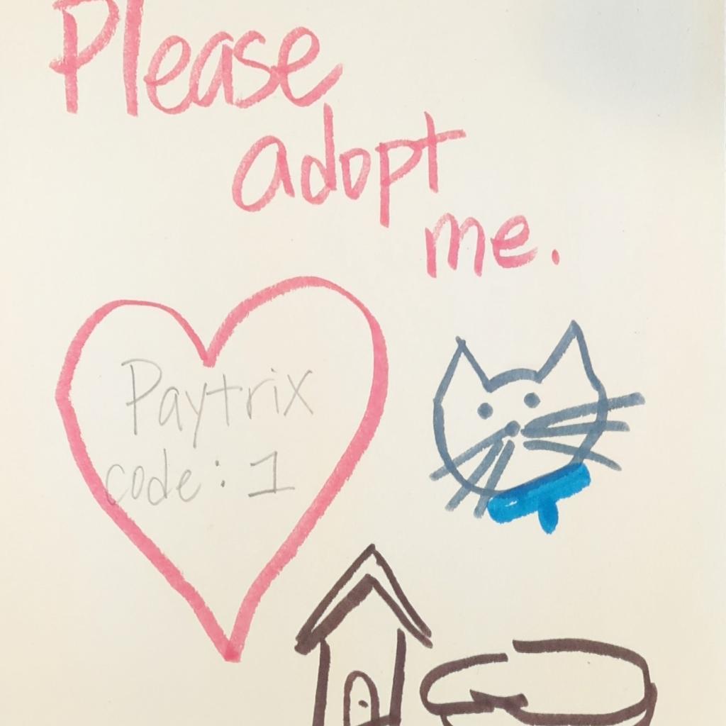 Paytrix, an adoptable Domestic Short Hair in Kanab, UT, 84741 | Photo Image 3