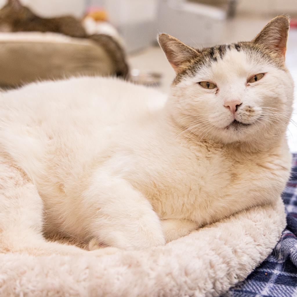 Paytrix, an adoptable Domestic Short Hair in Kanab, UT, 84741 | Photo Image 5