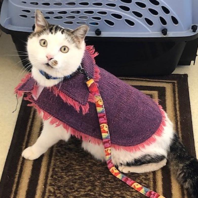 Paytrix, an adoptable Domestic Short Hair in Kanab, UT, 84741 | Photo Image 6