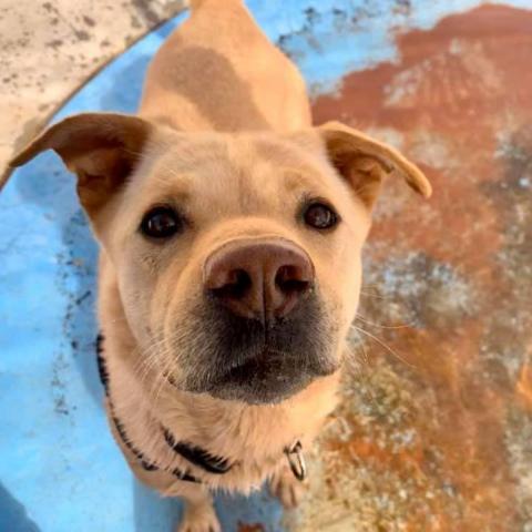 Chance, an adoptable Retriever, Pit Bull Terrier in Kanab, UT, 84741 | Photo Image 1