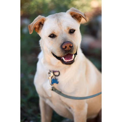 Chance, an adoptable Retriever, Pit Bull Terrier in Kanab, UT, 84741 | Photo Image 2