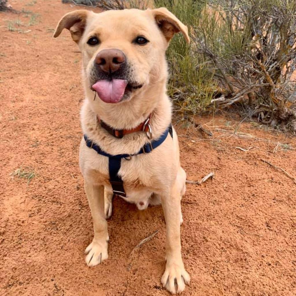 Chance, an adoptable Retriever, Pit Bull Terrier in Kanab, UT, 84741 | Photo Image 2