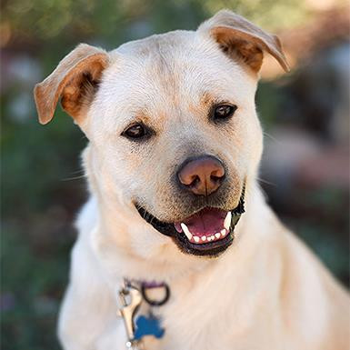 Chance, an adoptable Retriever, Pit Bull Terrier in Kanab, UT, 84741 | Photo Image 3
