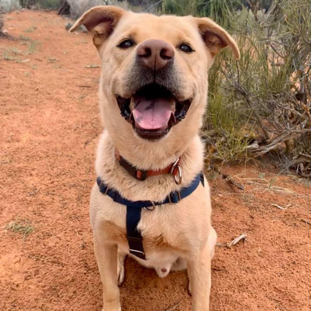 Chance, an adoptable Retriever, Pit Bull Terrier in Kanab, UT, 84741 | Photo Image 3