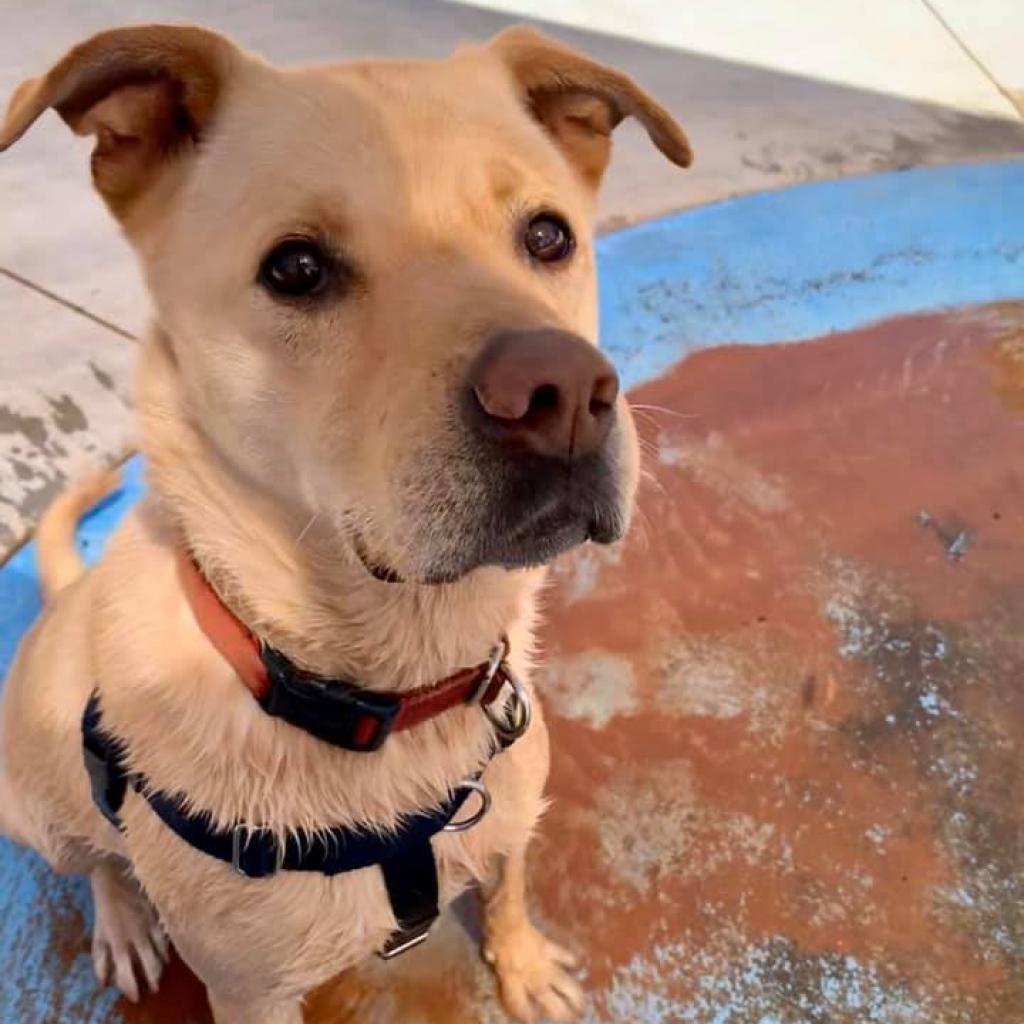 Chance, an adoptable Retriever, Pit Bull Terrier in Kanab, UT, 84741 | Photo Image 4