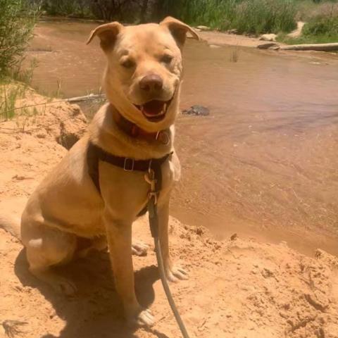 Chance, an adoptable Retriever, Pit Bull Terrier in Kanab, UT, 84741 | Photo Image 5