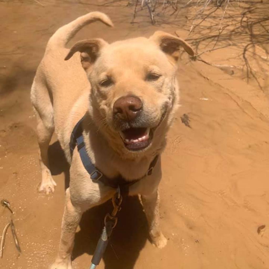 Chance, an adoptable Retriever, Pit Bull Terrier in Kanab, UT, 84741 | Photo Image 5