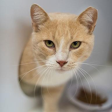 Ryan Reynolds fka Bakari, an adoptable Domestic Short Hair in Kanab, UT, 84741 | Photo Image 1