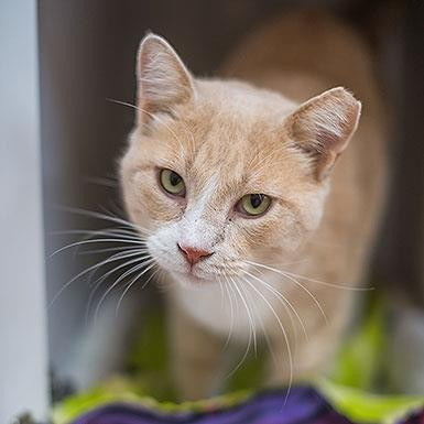 Ryan Reynolds fka Bakari, an adoptable Domestic Short Hair in Kanab, UT, 84741 | Photo Image 2