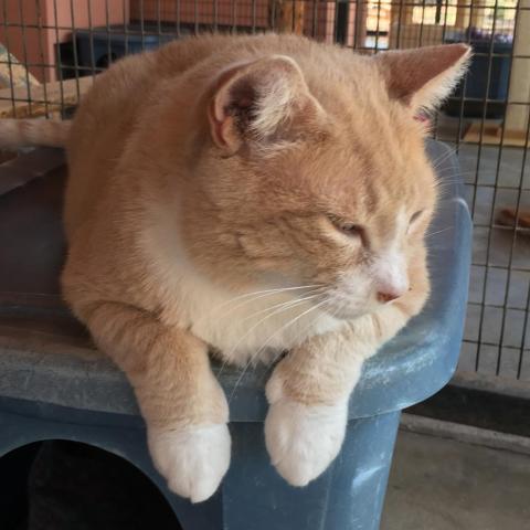 Ryan Reynolds fka Bakari, an adoptable Domestic Short Hair in Kanab, UT, 84741 | Photo Image 3