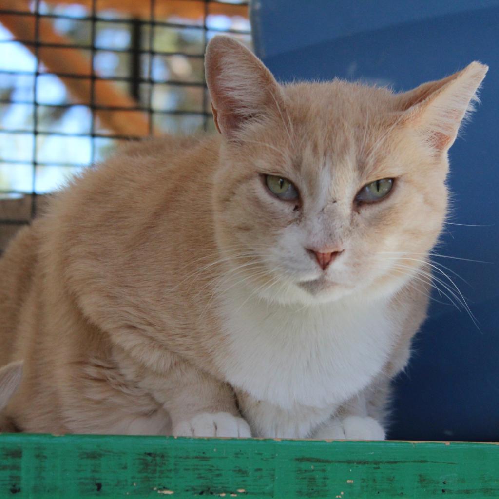 Bakari, an adoptable Domestic Short Hair in Kanab, UT, 84741 | Photo Image 4