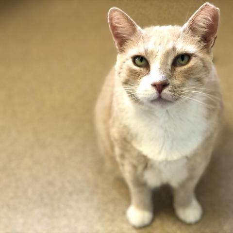 Ryan Reynolds fka Bakari, an adoptable Domestic Short Hair in Kanab, UT, 84741 | Photo Image 5