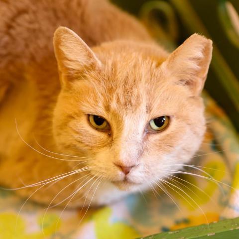 Ryan Reynolds fka Bakari, an adoptable Domestic Short Hair in Kanab, UT, 84741 | Photo Image 6