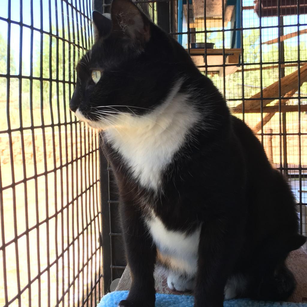 Danette, an adoptable Domestic Short Hair in Kanab, UT, 84741 | Photo Image 5