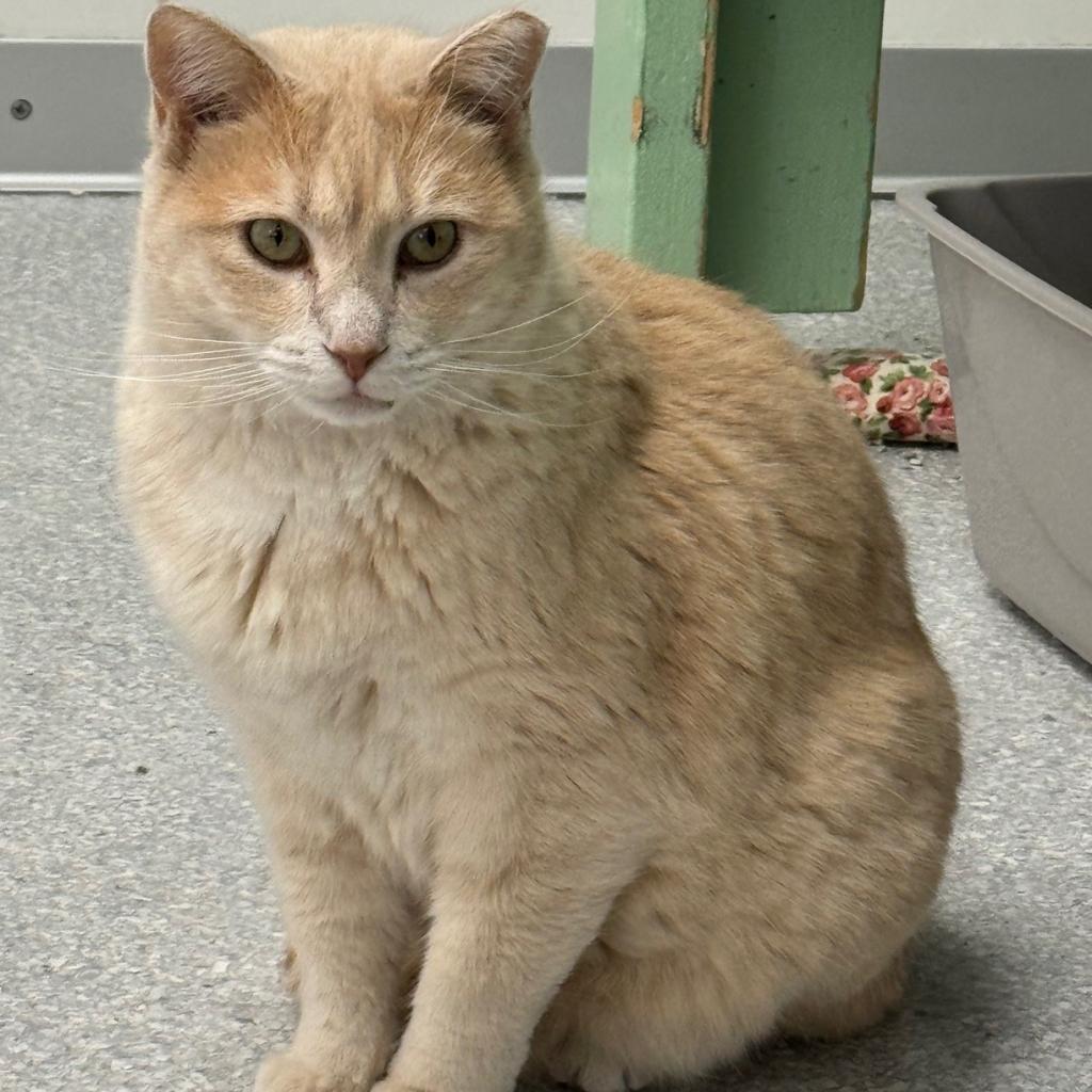 Aladdin, an adoptable Domestic Short Hair in Kanab, UT, 84741 | Photo Image 1